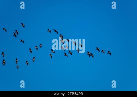 Le oche che grippanti (Branta hutchinsii) in volo con un cielo blu sullo sfondo vicino a Woodinville, Stato di Washington, Stati Uniti. Foto Stock