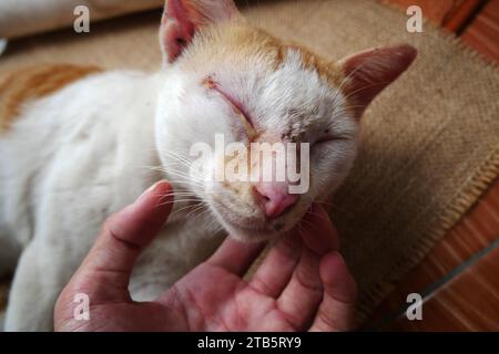 Occhi doloranti di gatto domestico. Il gatto giallo ha un occhio doloroso. I gatti randagi hanno gli occhi doloranti. Esaminare gli occhi del gatto. Foto Stock