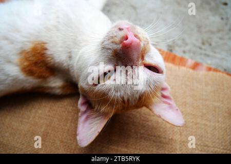 Occhi doloranti di gatto domestico. Il gatto giallo ha un occhio doloroso. I gatti randagi hanno gli occhi doloranti. Esaminare gli occhi del gatto. Foto Stock