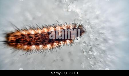 Falena invernale Caterpillar (Agrotis segetum) che migra su ghiaccio, resistenza al freddo. Ultra macro Foto Stock
