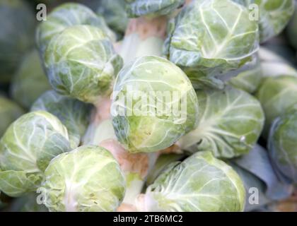 Vicino sul mucchio di i cavoletti di Bruxelles ancora sul peduncolo appena raccolto dal campo. I cavoli di Bruxelles sono della stessa specie come i broccoli, cavolo, Foto Stock