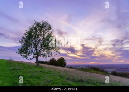 Vista al tramonto di un albero e della campagna in Dunstable Downs, Bedfordshire meridionale, Inghilterra, Regno Unito Foto Stock