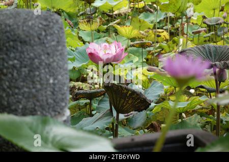 Fiore di loto in stagno Foto Stock