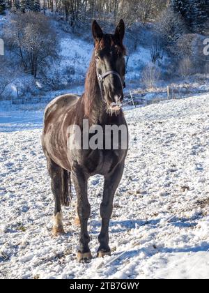 Stallone nero in un paesaggio invernale sul campo Foto Stock