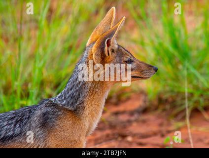 Vista laterale di uno sciacallo nero (sciacallo argentato), contea di Samburu, riserva nazionale di Samburu, Kenya Foto Stock