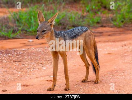 Sciacallo nero (sciacallo argentato), contea di Samburu, riserva nazionale di Samburu, Kenya Foto Stock