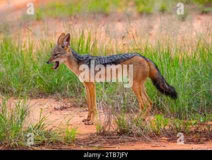 Vista laterale di uno sciacallo nero (sciacallo argentato), contea di Samburu, riserva nazionale di Samburu, Kenya Foto Stock