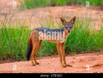 Sciacallo nero (sciacallo argentato), contea di Samburu, riserva nazionale di Samburu, Kenya Foto Stock