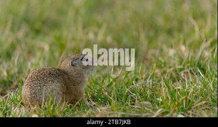Uno scoiattolo europeo (Spermophilus citellus) si trova in posizione verticale in un paesaggio erboso Foto Stock