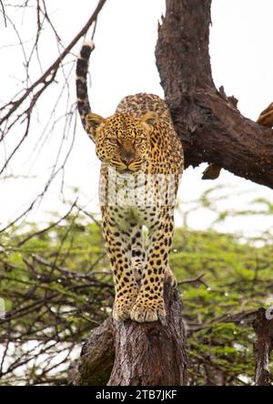 Leopardo su un albero, contea di Samburu, riserva nazionale di Samburu, Kenya Foto Stock