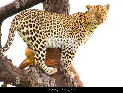 Leopardo con un gerenuk morto su un albero, contea di Samburu, riserva nazionale di Samburu, Kenya Foto Stock