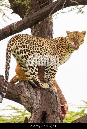 Leopardo con un gerenuk morto su un albero, contea di Samburu, riserva nazionale di Samburu, Kenya Foto Stock