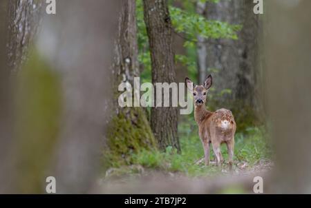 Un giovane capriolo fawn (Capreolus capreolus) è in allerta nella foresta, guardando curiosamente verso la macchina fotografica Foto Stock
