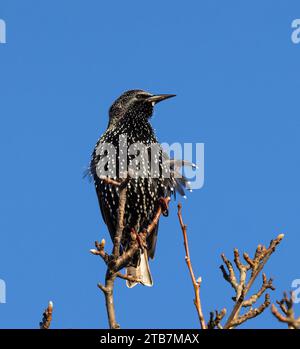 Lo Starling una volta era un uccello molto comune, ma ha subito un drastico calo dell'80% 40 anni fa. I cambiamenti nelle pratiche agricole sono un fattore. Foto Stock