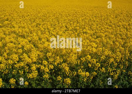 Campi di colza/canola in piena fioritura, campi di fiori gialli Foto Stock