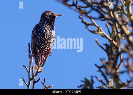 Lo Starling una volta era un uccello molto comune, ma ha subito un drastico calo dell'80% 40 anni fa. I cambiamenti nelle pratiche agricole sono un fattore. Foto Stock