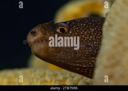 Macro shot che cattura i dettagli e le texture intricate del volto di un murene, su uno sfondo oceanico scuro. Foto Stock