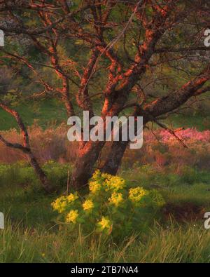 La calda luce del sole bagna un albero e fiori gialli in un prato sereno durante una tranquilla alba primaverile, illustrando il risveglio della natura Foto Stock