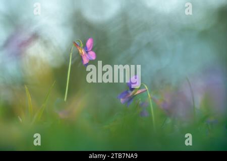 Un'immagine serena che cattura delicati fiori selvatici viola su uno sfondo da sogno e morbido di verde e blu Foto Stock
