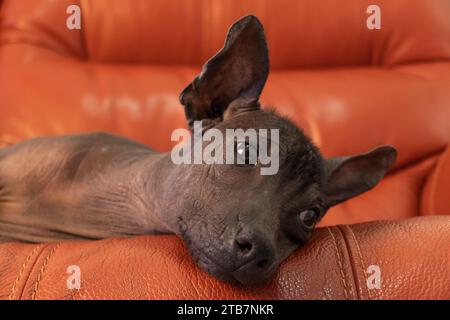 Primo piano di un cucciolo di Xoloitzcuintli su un divano in pelle arancione, con la testa inclinata e le grandi orecchie apposte mentre si guarda lontano Foto Stock