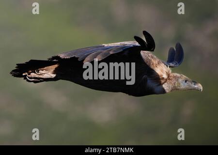 "Primo piano di un avvoltoio griffone in volo su uno sfondo trasparente, che mostra le ali e il piumaggio." Foto Stock