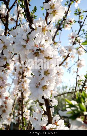 Densi gruppi di fiori di mandorle bianche in fiore su un ramo con uno sfondo morbido Foto Stock