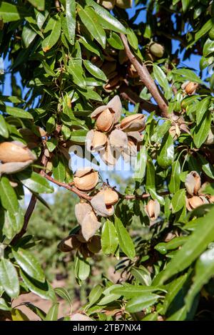 Dal basso noci di mandorle racchiuse nei loro gusci aperti appesi ai rami di un albero in un frutteto Foto Stock