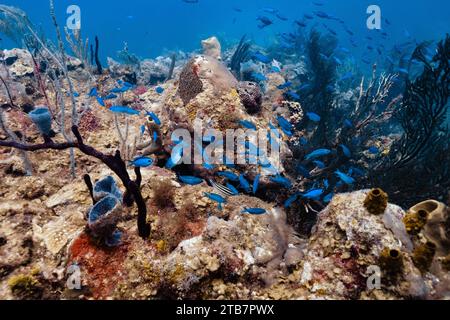 Una colorata scena sottomarina che mostra una varietà di pesci tropicali tra formazioni coralline in un ambiente oceanico cristallino. Foto Stock