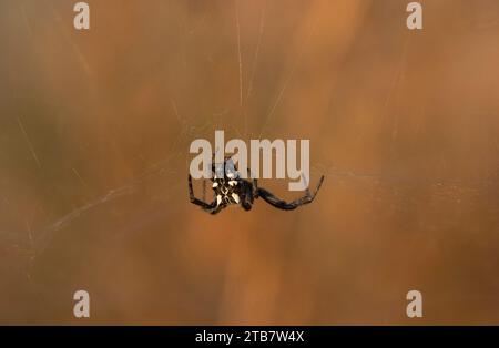 Cyrtophora citricola ragno sulla sua ragnatela. sfondo marrone. Foto Stock