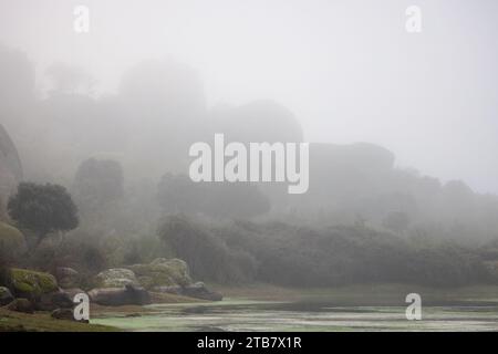Questa immagine presenta un trio di cavalli in piedi sulla riva di un lago tranquillo circondato da una nebbia nebbiosa Foto Stock