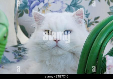 bellissimo gatto persiano bianco con occhi di colore diverso (eterocromia). Foto Stock