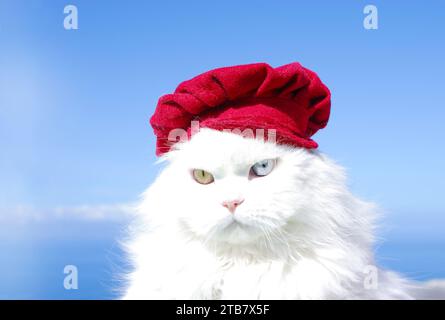 bellissimo gatto persiano bianco con occhi di colore diverso (eterocromia) con un cappuccio rosso e un cielo blu sullo sfondo. Foto Stock