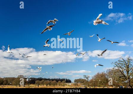 Gabbiani volanti e cielo blu Foto Stock