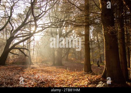 Un sentiero che si snoda attraverso una tranquilla foresta autunnale, con il terreno coperto da una coperta di foglie cadute Foto Stock