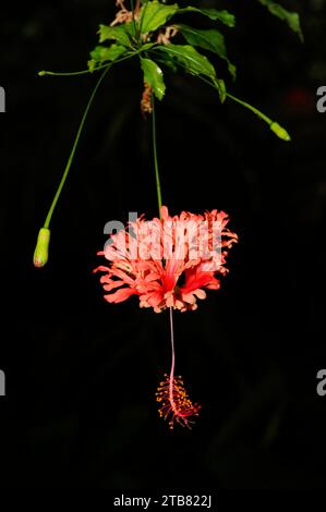 L'ibisco corallino o ragno hibiscus (Hibiscus schizopetalus) è un arbusto originario dell'Africa orientale. Dettaglio fiore. Foto Stock