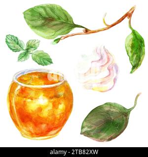 Set di arancia di cachi con foglie. Elementi disegnati a mano ad acquerello. Isolato su sfondo bianco. Delizioso asciugamano per illustrazioni a clip di frutta Foto Stock