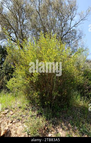 Il gelsomino selvatico (Jasminum fruticans) è un arbusto originario del bacino del Mediterraneo. Questa foto è stata scattata nel Parco naturale della Sierra de Guara, provincia di Huesca, Ara Foto Stock