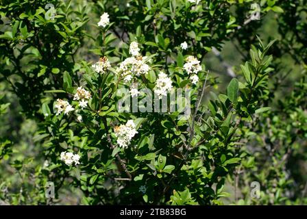 Il privet europeo o privet selvatico (Ligustrum vulgare) è un arbusto semi-deciduo originario dell'Europa e dell'Asia sud-occidentale. Questa foto è stata scattata in Huesca pro Foto Stock