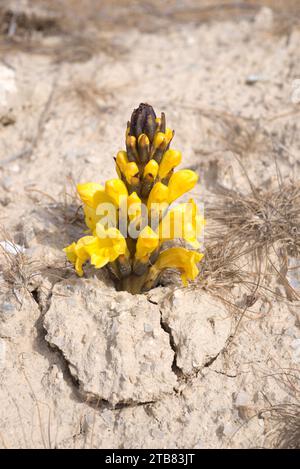 La broomrape gialla (Cistanche phelypaea) è una pianta parassita originaria del bacino del Mediterraneo orientale. Questa foto è stata scattata a Sorbas, nella provincia di Almeria, A Foto Stock