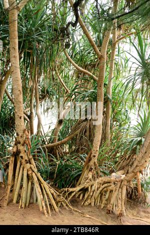 La vite (Pandanus utilis) è un arbusto originario del Madagascar ma naturalizzato in altre regioni tropicali. Questa foto è stata scattata a Phuket, Thailandia. Foto Stock