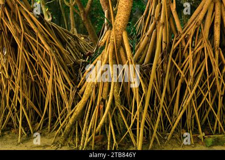 Lo Screwpine (Pandanus utilis) è un arbusto originario del Madagascar ma naturalizzato in altre regioni tropicali. Dettagli delle radici aeree. Questa foto è stata scattata in P. Foto Stock