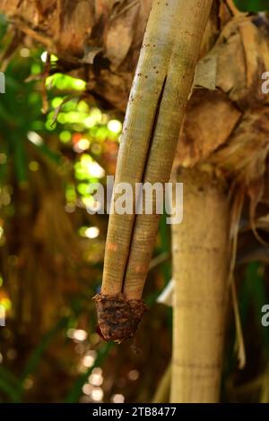 Lo Screwpine (Pandanus utilis) è un arbusto originario del Madagascar ma naturalizzato in altre regioni tropicali. Dettagli della radice aerea. Questa foto è stata scattata a pH Foto Stock