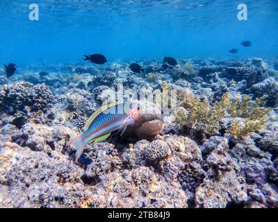 Klunzinger's wrasse noto come Thalassoma rueppellii sott'acqua presso la barriera corallina. Vita subacquea della barriera corallina con coralli e pesci tropicali. Coral Reef at Foto Stock