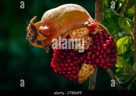 Frutti di melograno rossi, maturi e stramati appesi all'albero di rana e spaccati per esporre numerosi semi succosi. Foto Stock