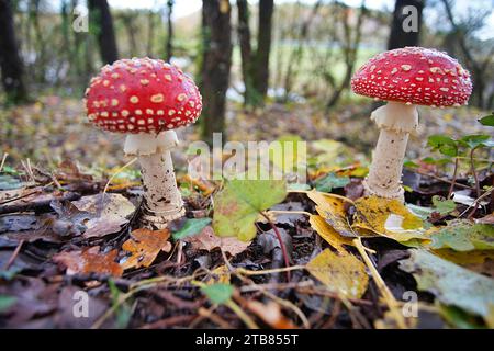 Fai volare i funghi Agaric nella foresta nazionale di Perigord, nel sud-ovest della Dordogna, in Francia, in autunno. Foto Stock