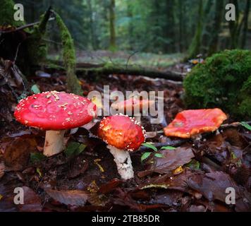 Fai volare i funghi Agaric nella foresta nazionale di Perigord, nel sud-ovest della Dordogna, in Francia, in autunno. Foto Stock