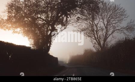 Una misteriosa strada di campagna con alberi caratterizzati da una luce brillante. In una spaventosa notte d'inverno nebbiosa. Foto Stock