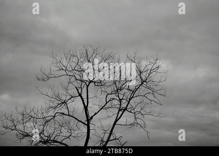 foglie di capanno di alberi di kapok in giardino con sfondo nuvoloso durante la stagione autunnale con tonalità bianco e nero Foto Stock