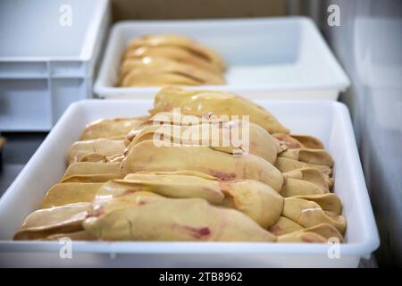 Preparazione del foie gras d'anatra nell'azienda le Haut-Pouyet a Saint-Aubin, nel dipartimento delle Landes (Francia sud-occidentale) Foto Stock