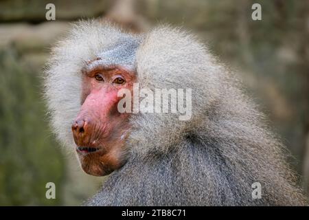 Hamadryas Baboon - Papio hamadryas, splendido grande primate dalle savane del Corno d'Africa e dalle aree rocciose, Etiopia. Foto Stock